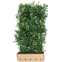 QuickHedge Laurierhaag 'Herbergii'